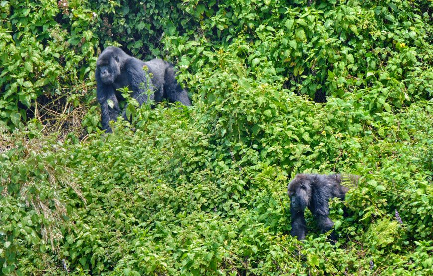 7-Day/6 nights Ultimate Rwanda Safari & Gorilla Trekking Experience